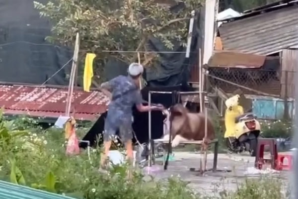 Chính quyền vào cuộc vụ chó cảnh Alaska bị hành hung vì không hợp tác chụp ảnh ở Đà Lạt