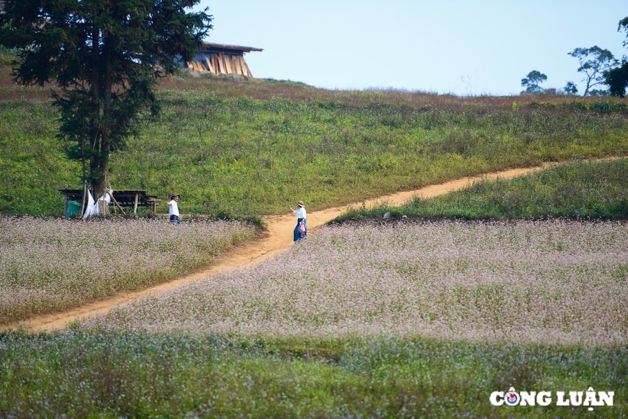 Chiêm ngưỡng vẻ đẹp của hoa tam giác mạch ở Suôi Thầu, tỉnh Hà Giang