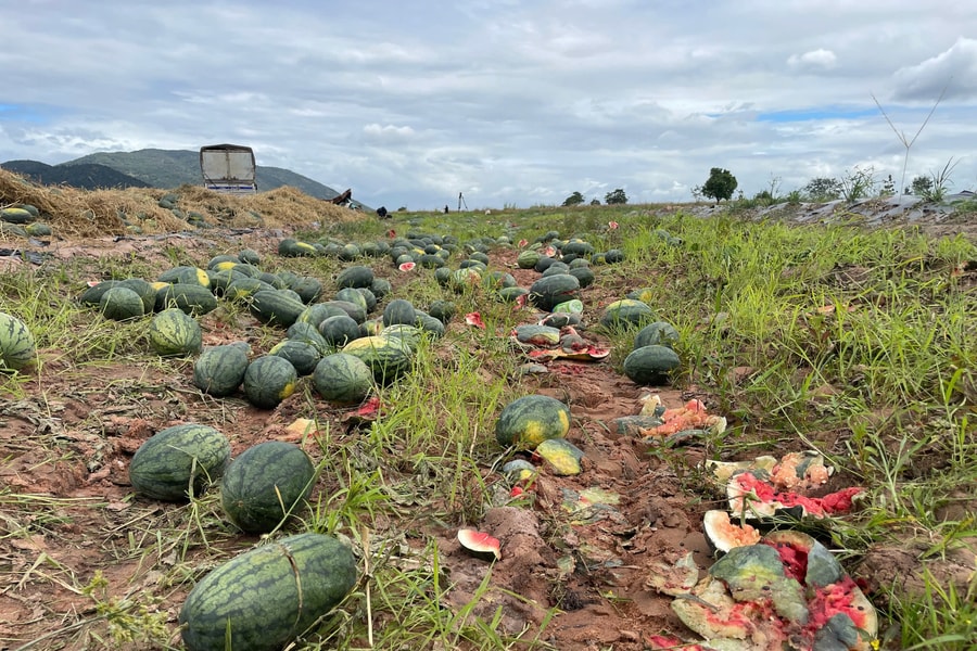 Gia Lai: Dưa hấu rớt giá thê thảm, thối rữa đầy đồng, nông dân lâm vào cảnh 'trắng tay'