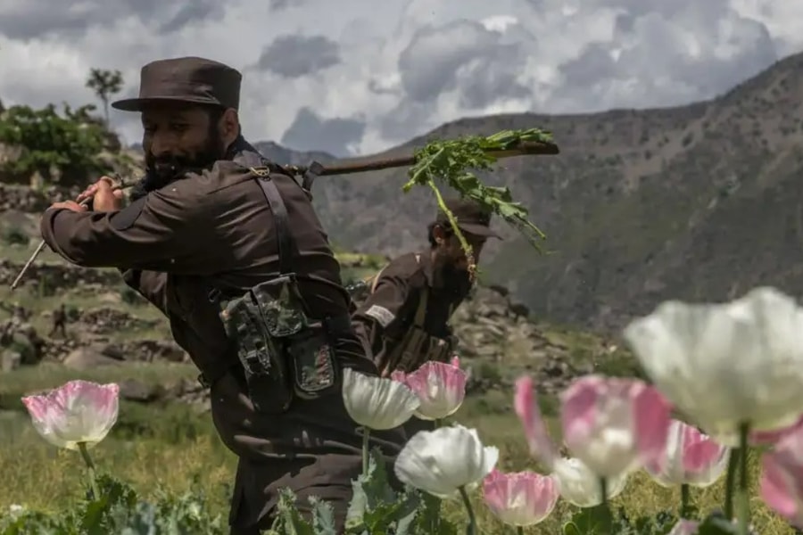 Nông dân Afghanistan gặp khó khăn và chưa tìm được giải pháp thay thế cho cây thuốc phiện