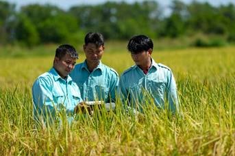 Mùa vàng về trên cánh đồng '5 không' tại Vinamilk Green Farm