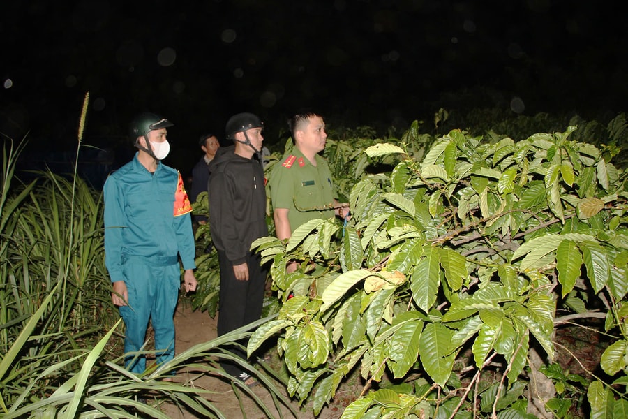 Gia Lai: Cà phê được giá, Công an trắng đêm tuần tra, bảo vệ