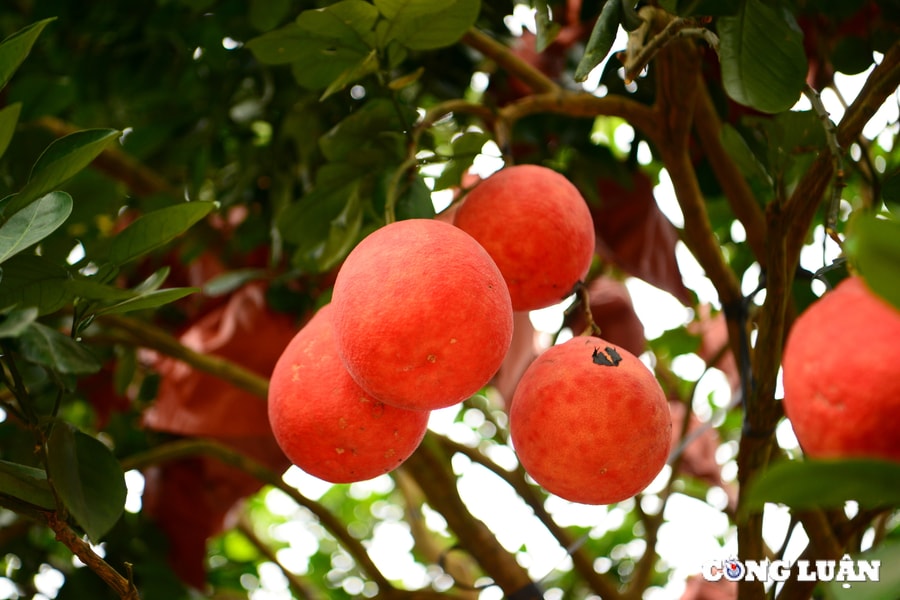 Bưởi đỏ 'tiến vua' giá bạc triệu hút khách dịp Tết 2025