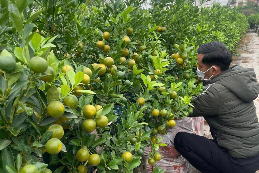 Giá quất tăng cao, thương lái tranh nhau đặt cọc sớm