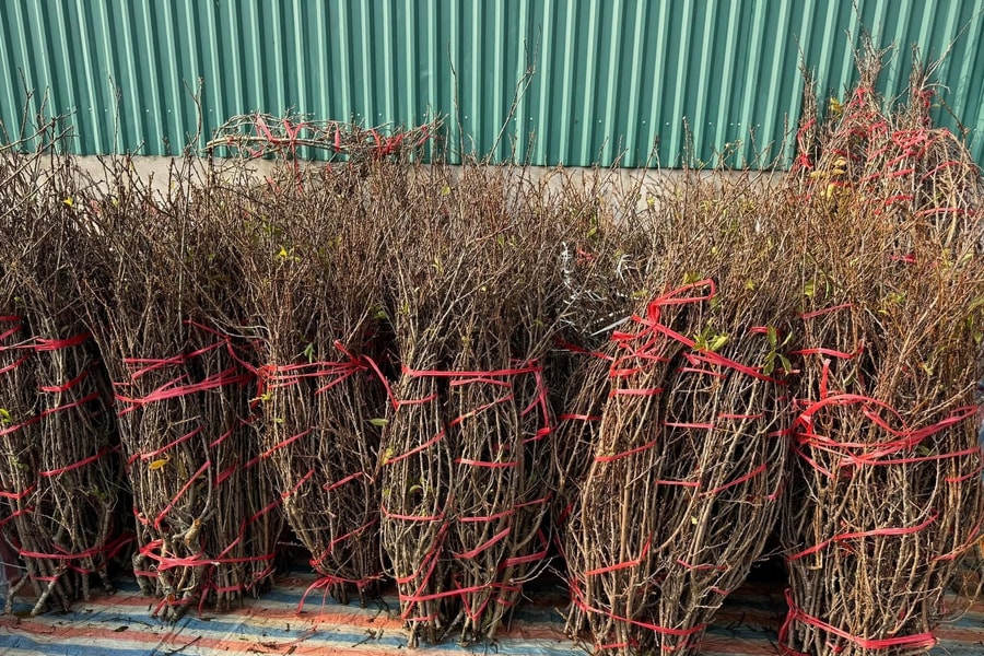 Hoa rừng giá rẻ xuống phố, khách Thủ đô rộn ràng đặt mua chơi Tết sớm