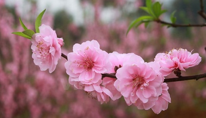 Thái Bình nghiêm cấm biếu tặng quà Tết cho lãnh đạo các cấp dưới mọi hình thức