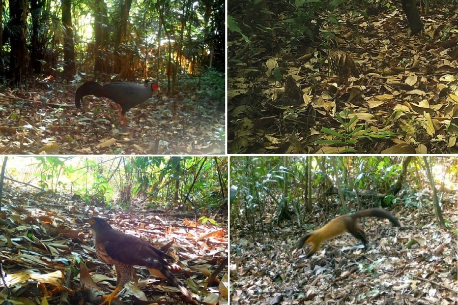 Nhiều loài động vật quý hiếm xuất hiện trong bẫy ảnh ở Khu Bảo tồn thiên nhiên Kẻ Gỗ