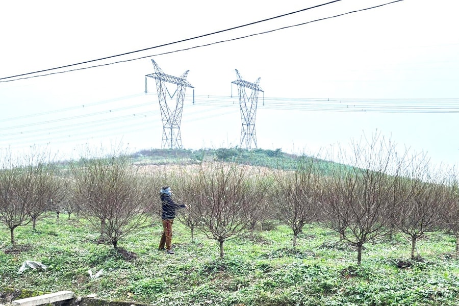 Người dân làng đào Hà Tĩnh tuốt lá, canh hoa bung nở đúng dịp Tết Nguyên đán