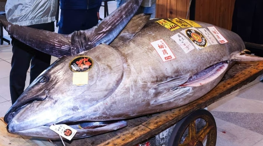 Cá ngừ khổng lồ 'to như con bò' được bán với giá 33 tỷ đồng