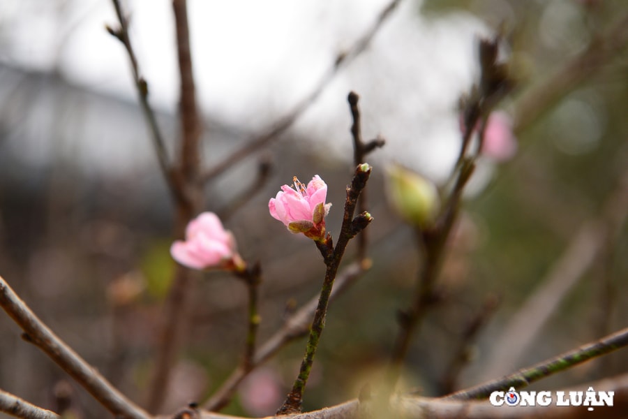 Đào rừng xuống phố, phục vụ người dân Thủ đô chơi Tết Nguyên đán