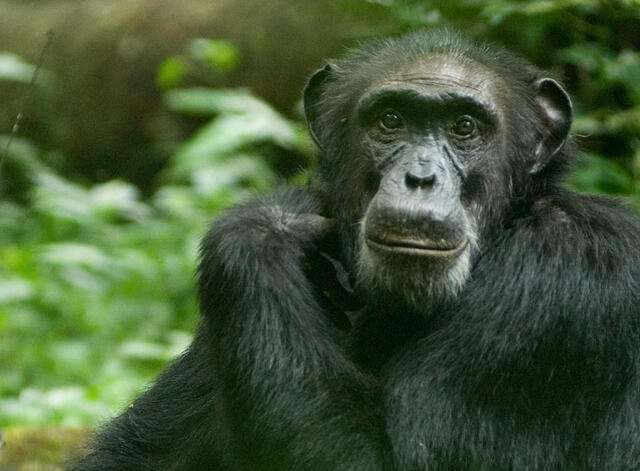 Nghiên cứu: Hành vi của tinh tinh hé lộ quá trình tiến hóa của con người