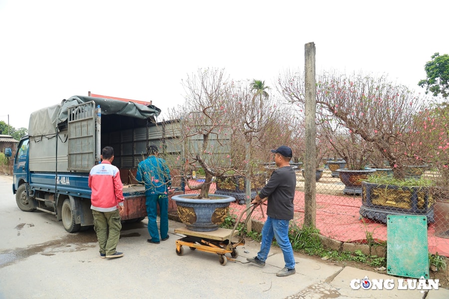 Người dân 'rục rịch' sắm đào Nhật Tân trước thềm Tết Nguyên đán 2025