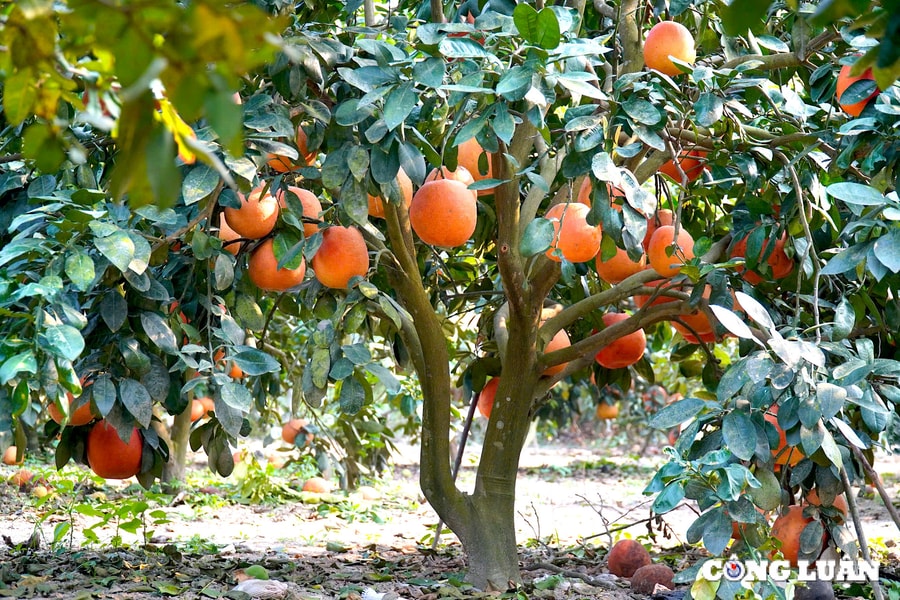 Bưởi đỏ Luận Văn đắt khách dịp Tết Nguyên đán Ất Tỵ