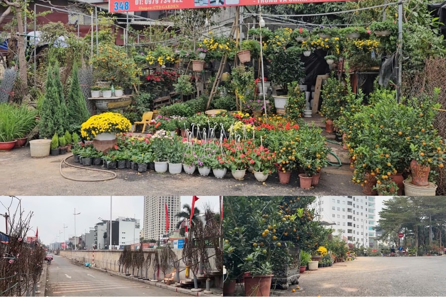 Ngày cận tết, chợ cây cảnh vẫn vắng bóng người mua