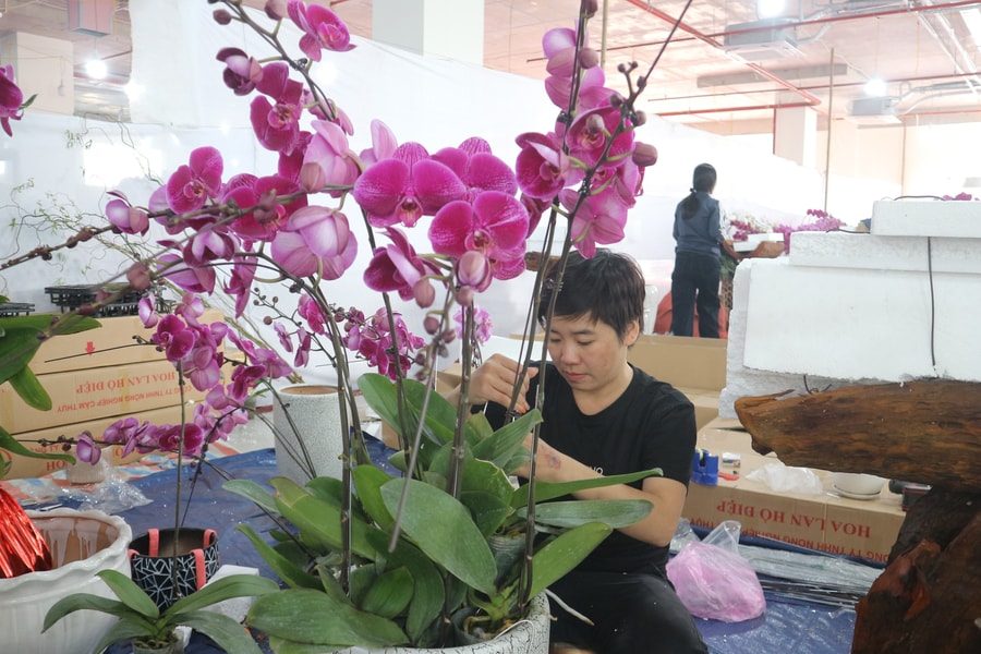 Thợ cắm hoa lan dịp Tết - nghề 'hái ra tiền' mỗi năm chỉ có một lần