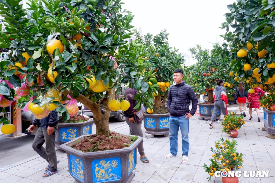 Thanh Hoá: Đào cổ, bưởi thế nhộn nhịp xuống phố