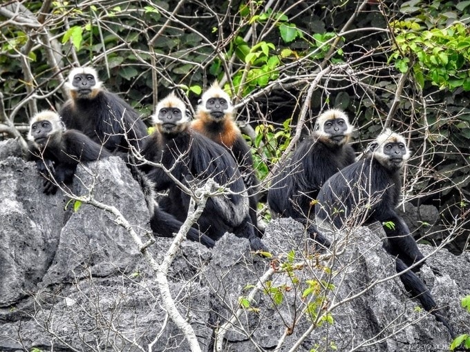 Xây dựng cơ sở dữ liệu về các loài động vật hoang dã nguy cấp, quý, hiếm được ưu tiên bảo vệ