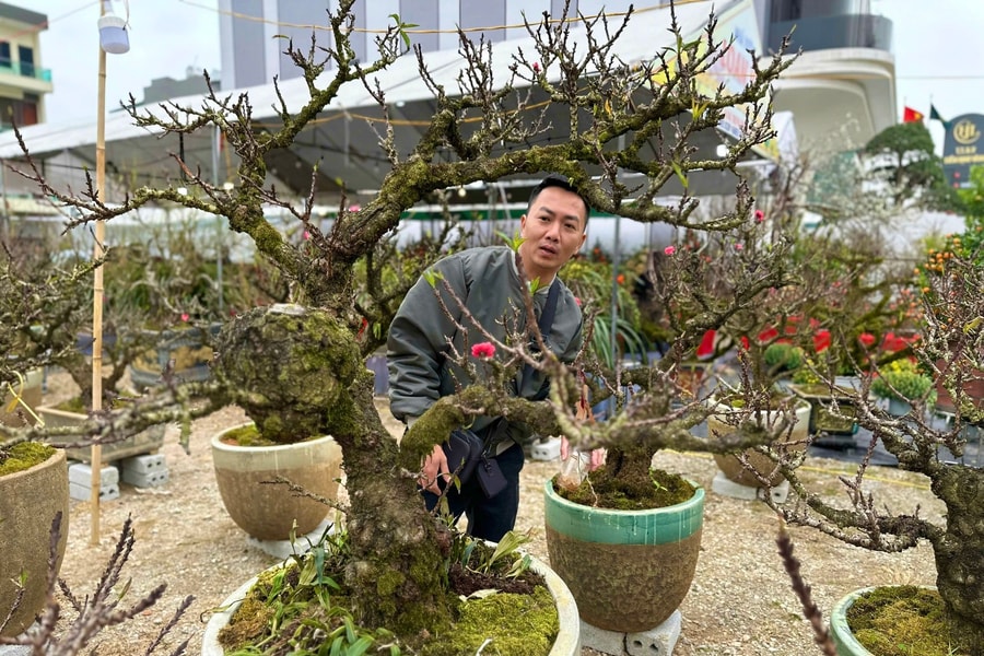 TP Hải Dương: Đào thất thốn hút khách dịp Tết Nguyên đán Ất Tỵ 2025