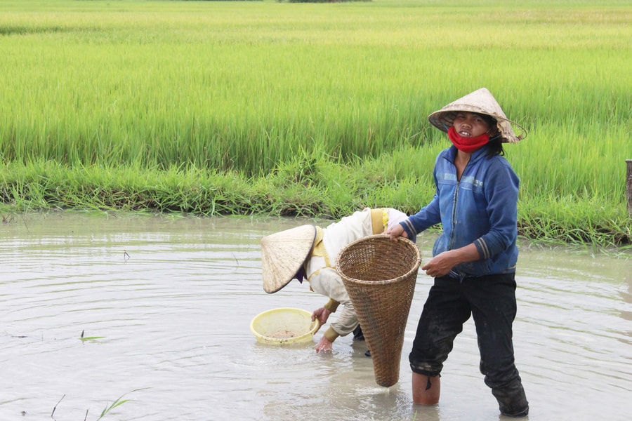 Đắk Lắk: Nhọc nhằn mưu sinh nghề mò hến bắt ốc ở hồ Lắk