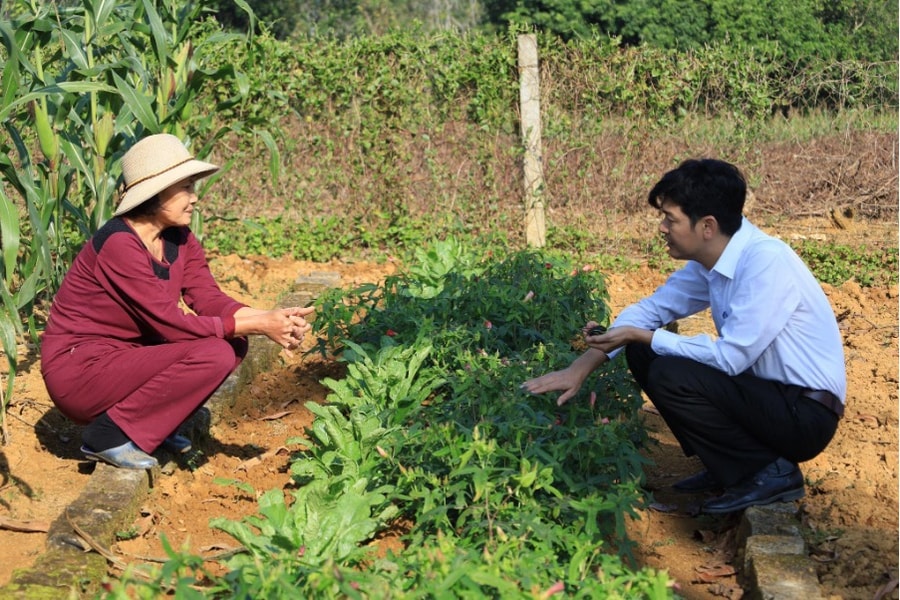 Sâm Cúc Phương: Sản vật quý đem lại hiệu quả kinh tế