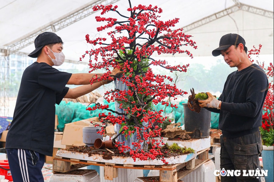 Đào đông nhập khẩu giá hàng trăm triệu đồng hút khách dịp Tết 2025