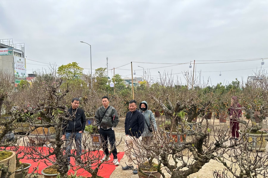 TP Hải Dương: Người dân 'đổ xô' đi sắm cây cảnh trước thềm Tết Nguyên đán 2025
