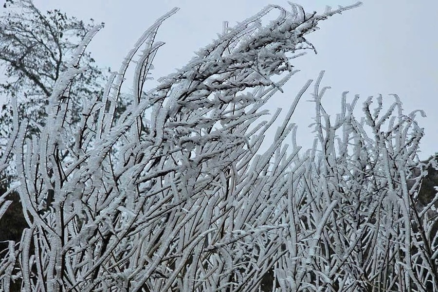 Lào Cai: Nhiệt độ giảm xuống âm 0 độ C, băng tuyết phủ trắng vùng núi Y Tý