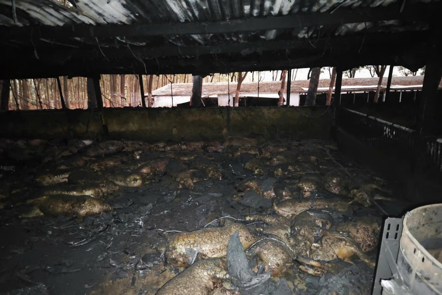 Gia Lai: Hơn 1.600 con heo bị chết cháy, ước tính thiệt hại gần 6,5 tỷ đồng