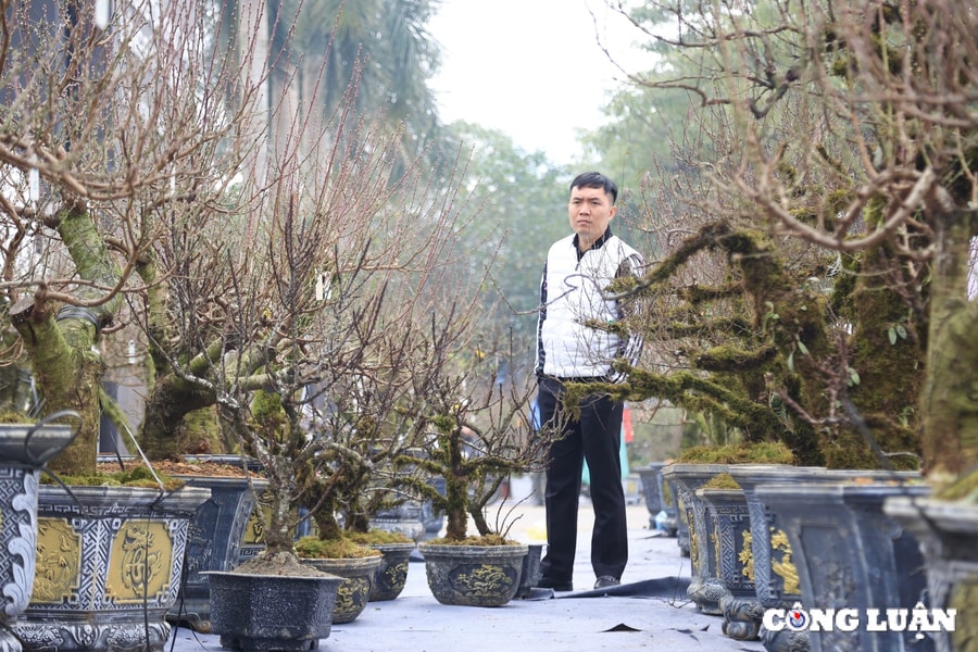 Nhất chi mai giá chục triệu hút khách dịp Tết Nguyên đán 2025