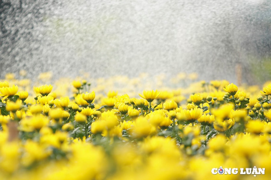 Hoa cúc nở sớm hơn dự kiến, người trồng hoa ở Tây Tựu đành "ngậm ngùi" bán rẻ