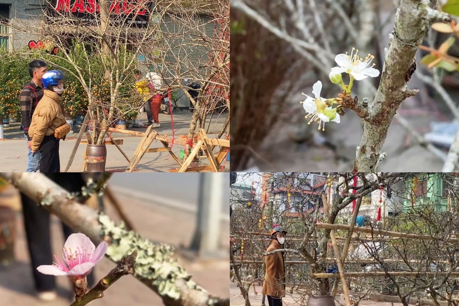 Đào mốc, mận rừng xuống phố đón Tết