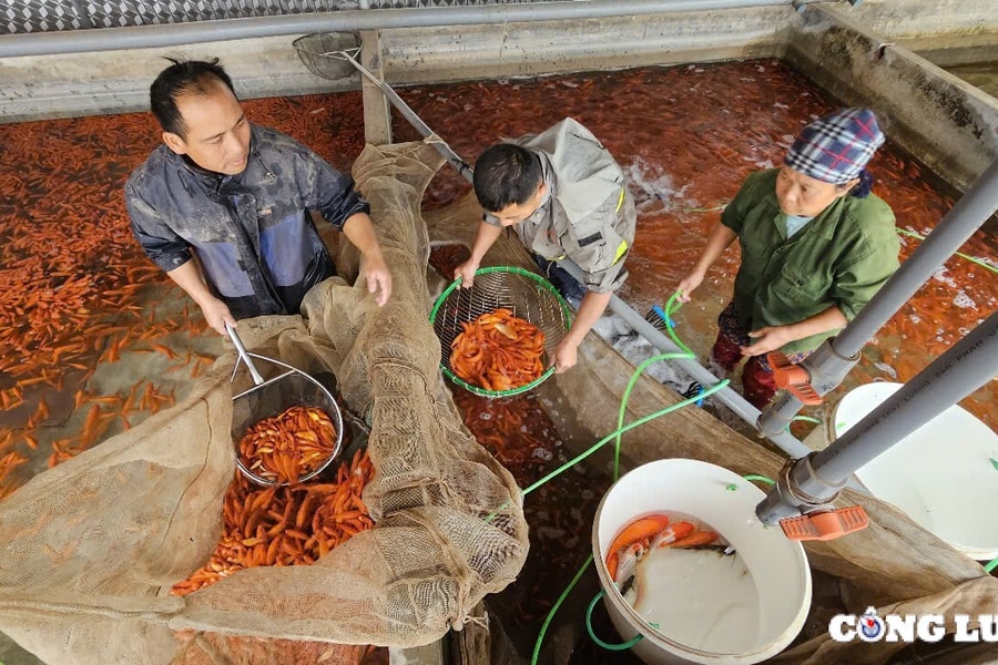 Phú Thọ: Nhộn nhịp thu hoạch cá chép đỏ tiễn ông Công ông Táo tại làng Thủy Trầm