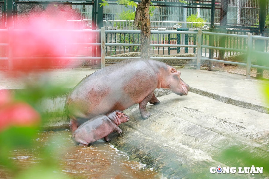 Hà mã con lần đầu tiên được sinh ra ở Hà Nội có tên chính thức là 'Mã Nam'