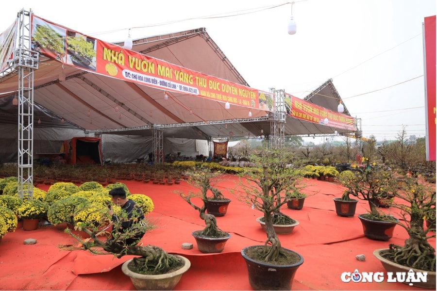 Mai vàng miền Nam khoe sắc giữa lòng Thủ đô