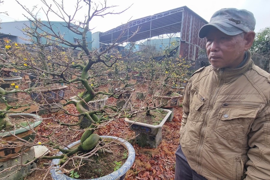 Gia Lai: Nhà vườn chăm mai “khóc ròng” vì thời tiết thất thường khiến mai nở chậm