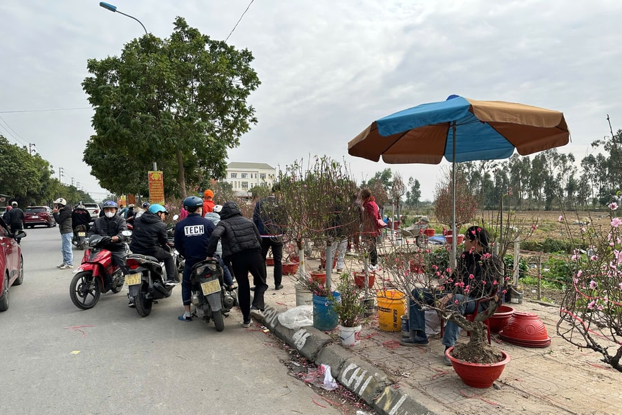 TP Hải Dương: Đào phai, đào huyền giá tầm trung đắt khách mua chiều 29 Tết