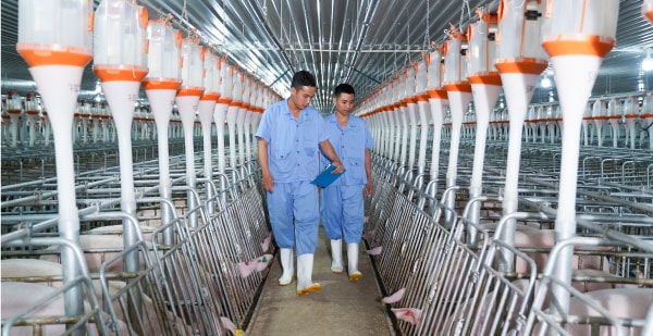 Những gam màu sáng của bức tranh triển vọng ngành chăn nuôi 2025