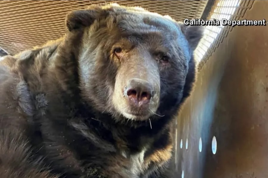 Gấu nặng 238 kg ẩn náu trong ngôi nhà sau cháy rừng Los Angeles