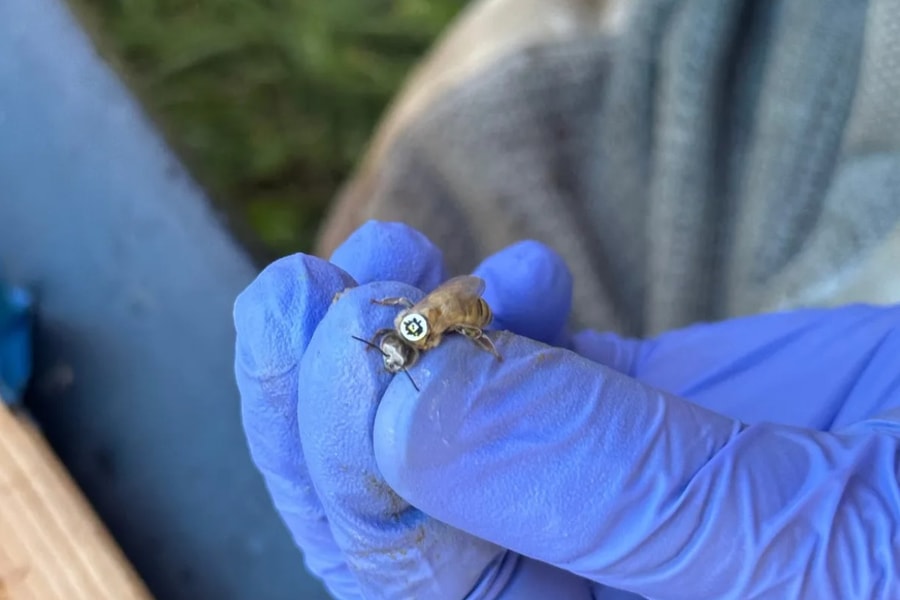 Những chú ong đeo mã QR tiết lộ những bí ẩn từ tổ ong