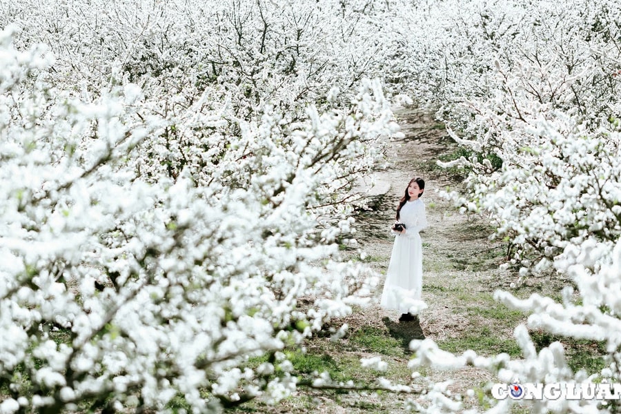 Vẻ đẹp hút hồn của Mộc Châu mùa Xuân