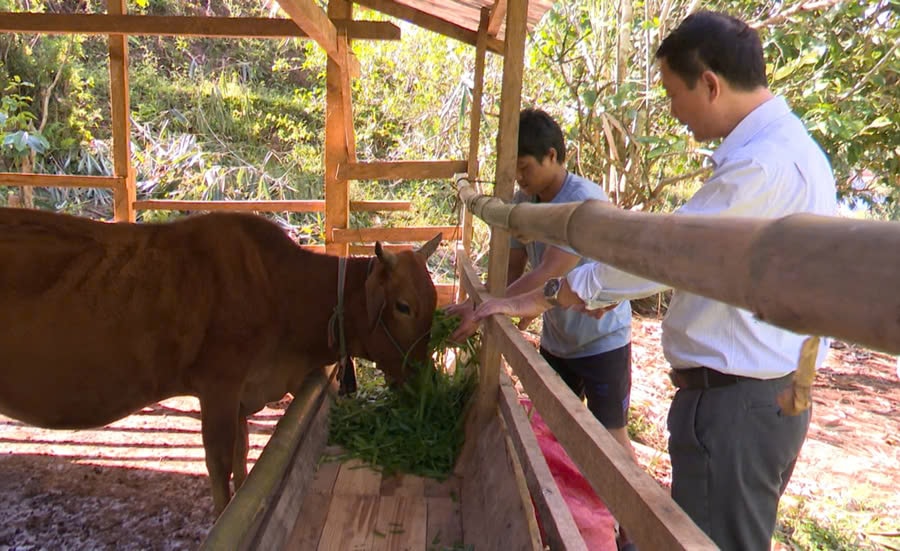 Kon Tum: Bùng phát dịch bệnh lở mồm long móng trên trâu bò