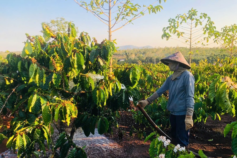 Nông dân Gia Lai tưới cà phê xuyên Tết chuẩn bị vụ mùa mới sau một năm bội thu