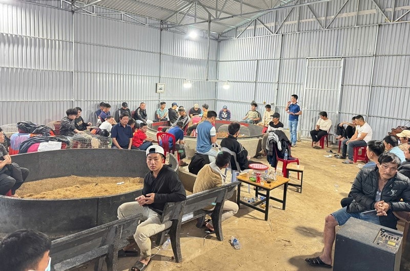 Đắk Lắk: Triệt phá tụ điểm đánh bạc dưới hình thức đá gà