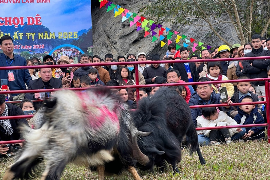 Tuyên Quang: Mãn nhãn hội thi Chọi dê tại Lâm Bình