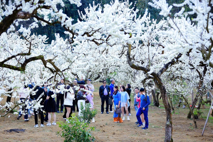 Xôn xao hình ảnh du khách 'sống ảo' đánh đu, lắc cành hoa mận ở Lào Cai