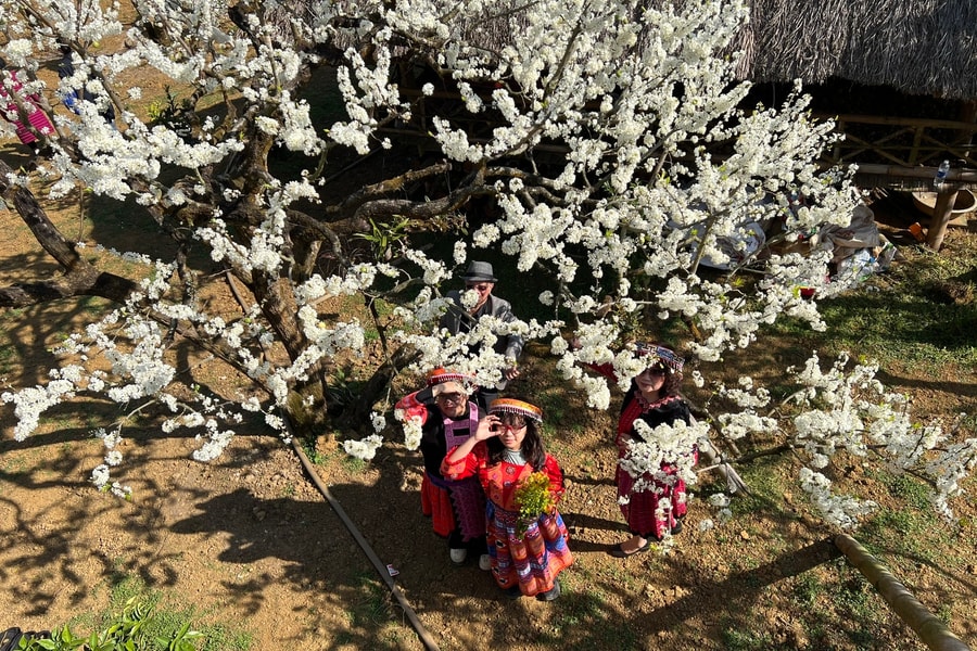 Mộc Châu 'cháy phòng' mùa hoa mận, nhà vườn 'hốt bạc' khách du xuân