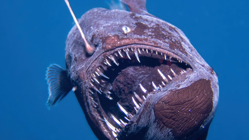 Cá quỷ biển sâu đáng sợ bất ngờ xuất hiện gần bề mặt đại dương