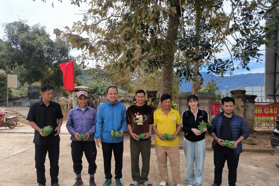 Kon Tum: Cấp phát hơn 3.300 cây giống sâm Ngọc Linh cho người nghèo