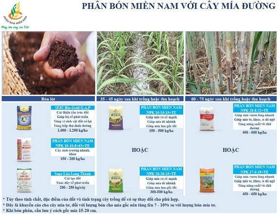 Canh tác cây mía đường hiệu quả với Phân bón Miền Nam