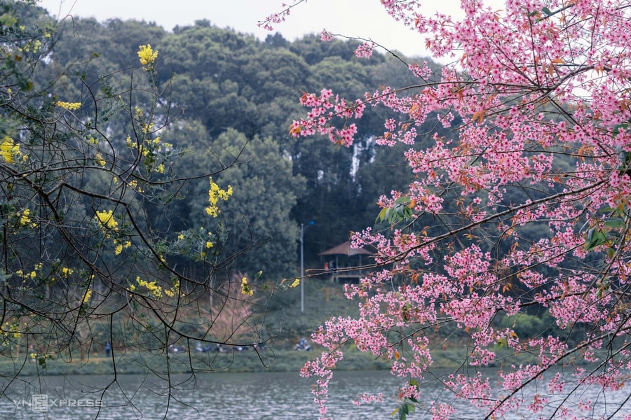 Măng Đen sẽ trồng 1 triệu cây mai anh đào để phát triển du lịch